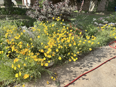 On a sunny day, dozens and dozens of bright golden yellow composite flowers float atop lush green foliage along a concrete driveway. Each yellow flower is atop a thin green stem, and the flowers are distributed evenly over the tops of the round-tipped, narrow green leaves.A slightly different lemon yellow sundrop primrose lurks in the back left of the image, and a clump of red blanketflowers are nestled in the back right of the plants. This is a photograph taken by the author in Norman, Oklahoma, in April 2026.